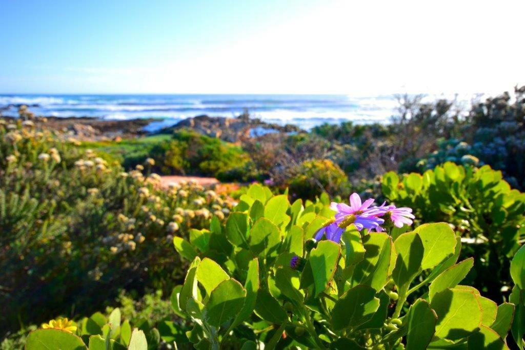 Saffron Cottage Hermanus Esterno foto